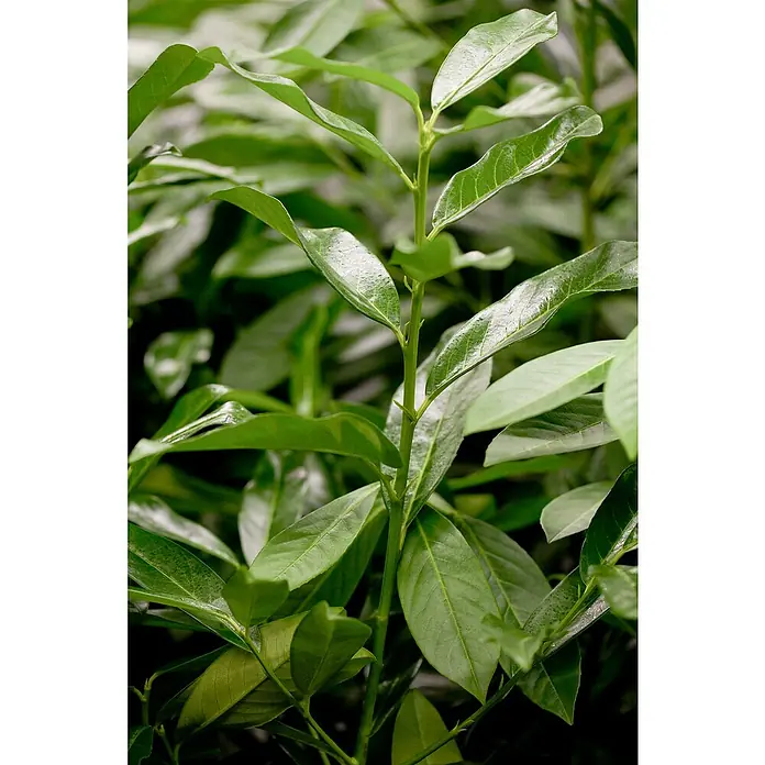 thai monstera kaufen 6” Monstera Thai main image 0