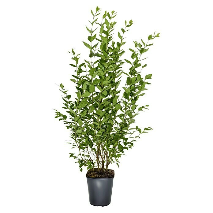 Liguster (48 Stk., 125 cm - 150 cm, Ligustrum ovalifolium) | BAUHAUS