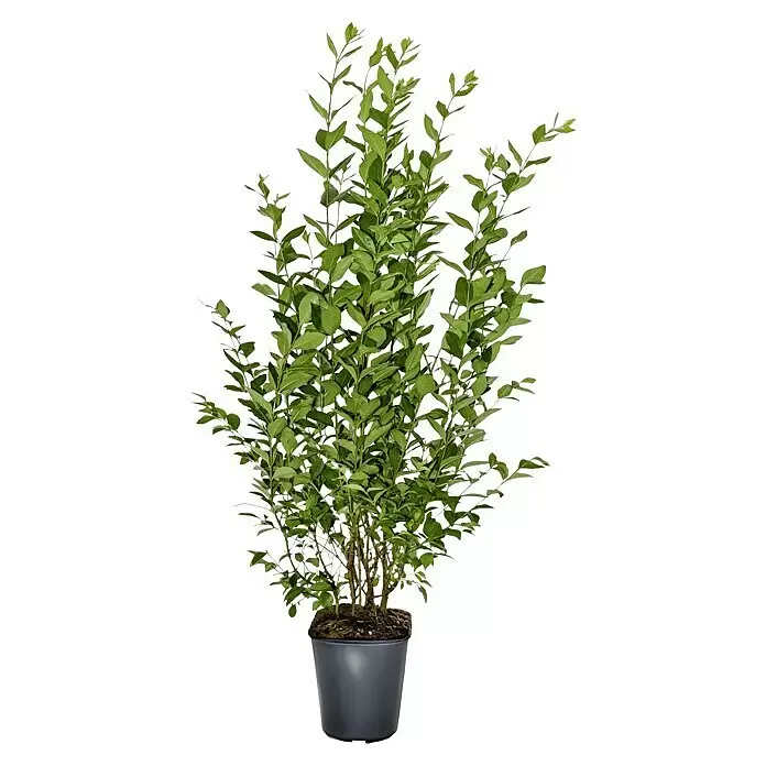Liguster48 Stk., 125 cm - 150 cm, Ligustrum ovalifolium