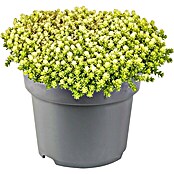 Piardino Stauden-Mix Bodendecker - Pflasta La Vista (verschiedenen Arten und Sorten, Topfgröße: 13 cm) | BAUHAUS