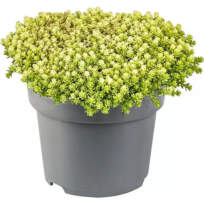 Piardino Stauden-Mix Bodendecker - Pflasta La Vista - verschiedenen Arten und Sorten, Topfgröße: 13 cm - Dichte hellgrüne Pflanze mit sukkulenten Blättern in einem runden grauen Topf.