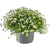 Piardino Stauden-Mix Bodendecker - Pflasta La Vista (verschiedenen Arten und Sorten, Topfgröße: 13 cm) | BAUHAUS