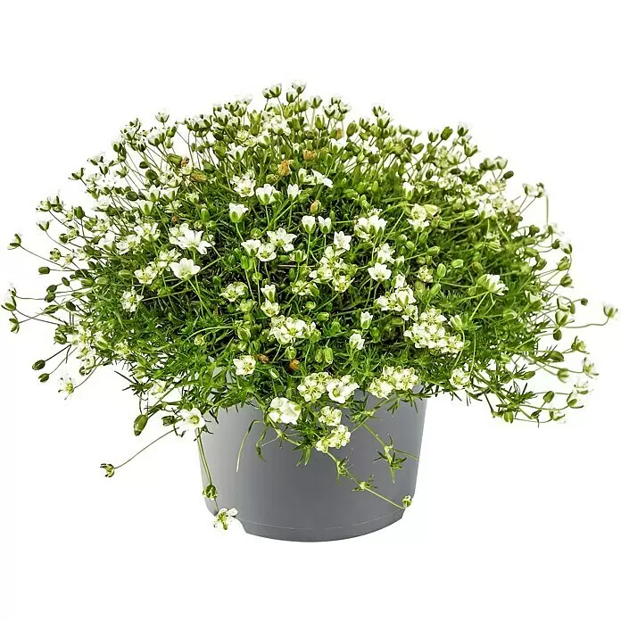 Piardino Stauden-Mix Bodendecker - Pflasta La Vista - verschiedenen Arten und Sorten, Topfgröße: 13 cm - Topfpflanze mit kleinen weißen Blüten und grünem Laub in einem grauen Topf.