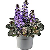 Piardino Stauden-Mix Bodendecker - Pflasta La Vista (verschiedenen Arten und Sorten, Topfgröße: 13 cm) | BAUHAUS