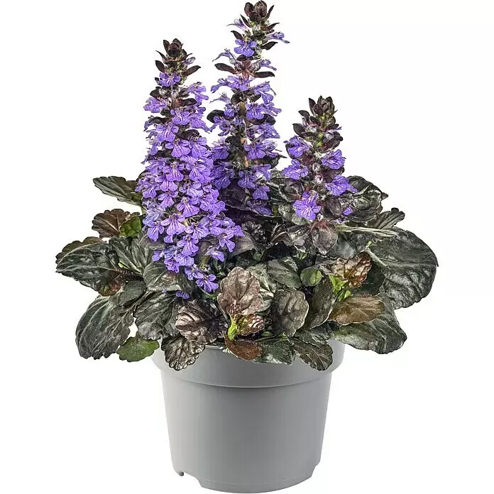 Piardino Stauden-Mix Bodendecker - Pflasta La Vista - verschiedenen Arten und Sorten, Topfgröße: 13 cm - Blühende Ajuga reptans Pflanze mit violetten Blüten und dunklen Blättern in grauem Topf.