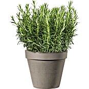 Piardino Rosmarin (Rosmarinus officinalis, Topfgröße: 14 cm)