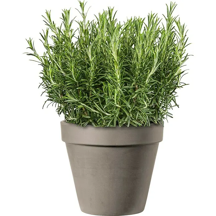 Piardino Rosmarin - Rosmarinus officinalis - Nahaufnahme einer Rosmarinpflanze in einem grauen Topf. Die Pflanze ist üppig und grün, der Topf schlicht und modern.