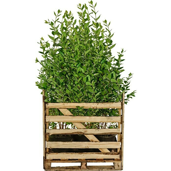 Liguster (48 Stk., 125 cm - 150 cm, Ligustrum ovalifolium) | BAUHAUS