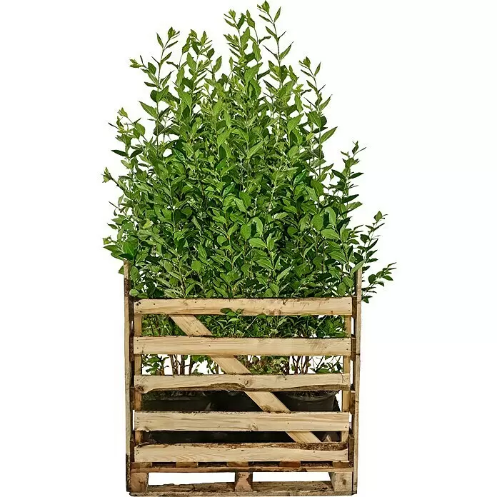 Liguster48 Stk., 125 cm - 150 cm, Ligustrum ovalifolium