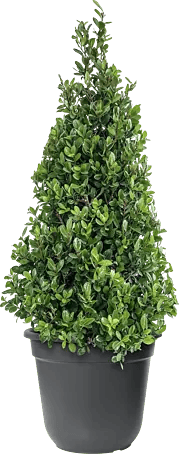 Piardino Japan-Stechpalme - Illex crenata Jenny Pyramide, Aktuelle  Wuchshhe: 60 cm - 80 cm online kaufen bei BAUHAUS
