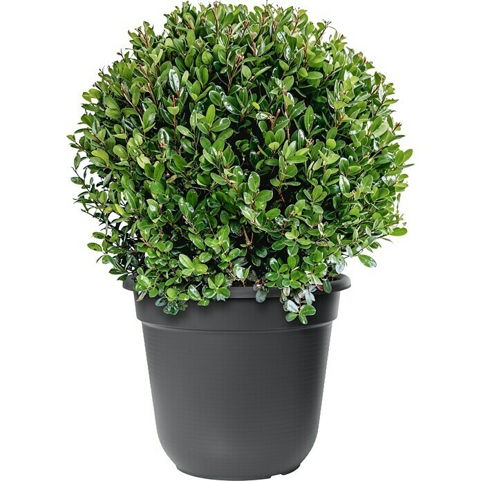 Ilex crenata 27 DarkGreen Kugel