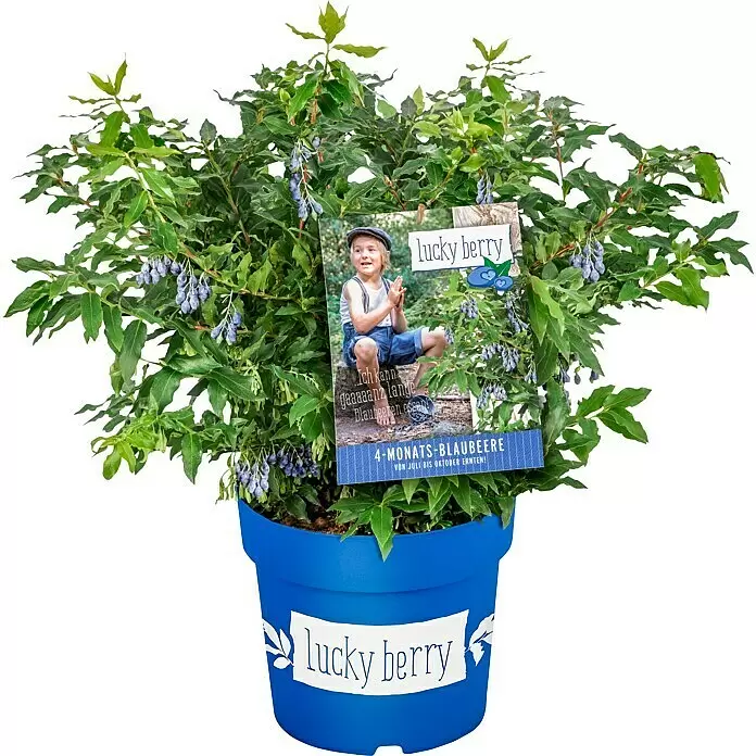 Piardino Heidelbeere - Vaccinium corymbosum 'Lucky Berry', Topfgröße: 23 cm, Erntezeit: Juli - Heidelbeerpflanze 'Lucky Berry' im blauen Topf, mit grünen Blättern, blauen Beeren und einem Kind-Etikett.