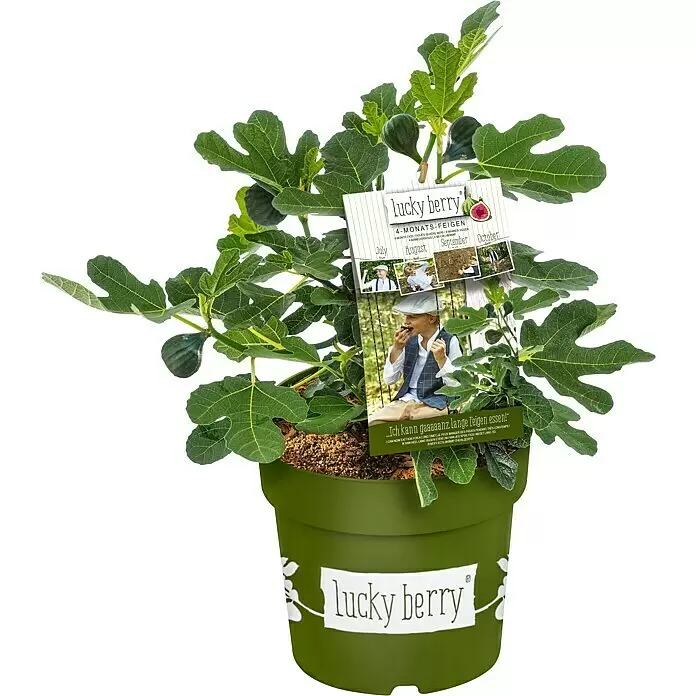 Piardino Feigenbaum - Ficus carica 'Luckyberry', Topfgröße: 23 cm, Erntezeit: Juli - Topf-Feigenpflanze 'Lucky Berry' mit grünen Blättern und Produktetikett, das die 4-monatige Fruchtsaison hervorhebt.