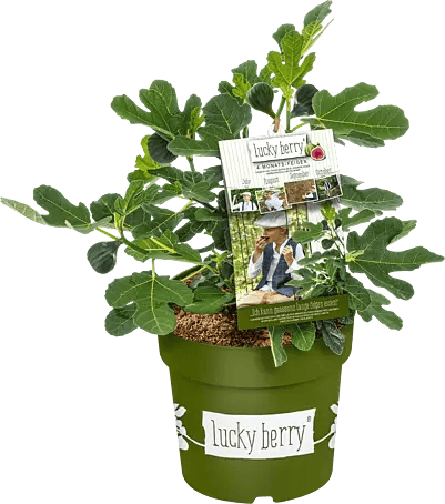 asparagus plant varieties Asparagus Mary Washington