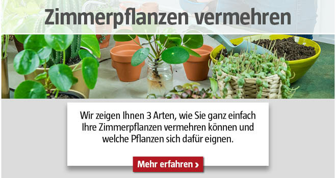 Zimmerpflanzen vermehren
