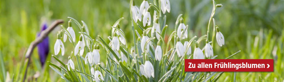 Frühlingsblumen