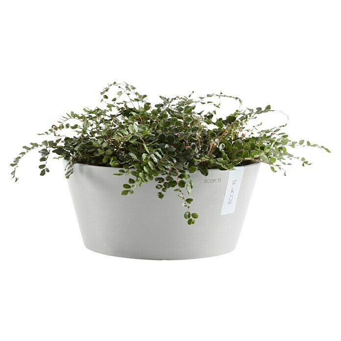 Ecopots Pflanzschale rund Frankfurt (Außenmaß (Ø x H): 41 x 17,8 cm, Kunststoff, Weiß Grau) | BAUHAUS