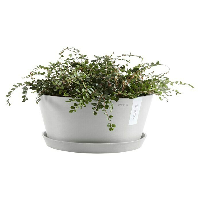 Ecopots Pflanzschale rund Frankfurt (Außenmaß (Ø x H): 30,6 x 15,6 cm, Kunststoff, Weiß Grau) | BAUHAUS