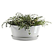 Ecopots Pflanzschale rund Frankfurt (Außenmaß (Ø x H): 30,6 x 15,6 cm, Kunststoff, Weiß Grau) | BAUHAUS