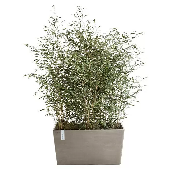 Ecopots Pflanzkasten Paris - Außenmaß (L x B x H): 80,3 x 38 x 40,5 cm, Kunststoff, Braungrau - Üppige grüne Bambuspflanze in einem rechteckigen grauen Pflanzgefäß.