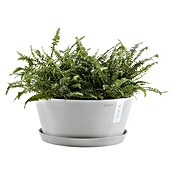 Ecopots Pflanzschale rund Frankfurt (Außenmaß (Ø x H): 41 x 17,8 cm, Kunststoff, Weiß Grau) | BAUHAUS
