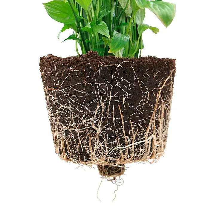 Ecopots Wand-Pflanzkasten Manhattan Wall - Außenmaß (L x B x H): 35 x 17,2 x 15 cm, Kunststoff, Dunkelgrau, Rechteckig - Nahaufnahme einer Pflanze mit freigelegten Wurzeln und Erde, die die Wurzelstruktur und die Bodenbeschaffenheit zeigt.