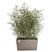 Ecopots Pflanzkasten Paris (Außenmaß (L x B x H): 99,7 x 46,4 x 51 cm, Kunststoff, Braungrau) | BAUHAUS