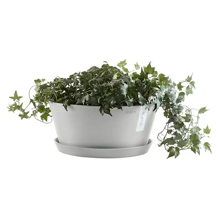 Ecopots Pflanzschale rund Frankfurt - Außenmaß (Ø x H): 30,6 x 15,6 cm, Kunststoff, Weiß Grau - Heller Pflanztopf und Untersetzer in Grau mit einer üppigen grünen Efeupflanze.