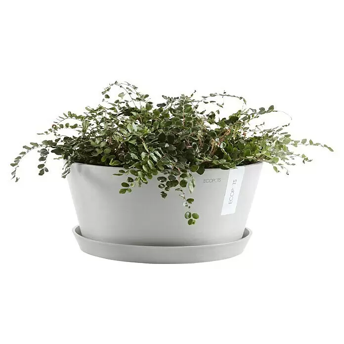 Ecopots Pflanzschale rund Frankfurt - Außenmaß (Ø x H): 41 x 17,8 cm, Kunststoff, Weiß Grau - Hellgrauer Ecopots Übertopf mit passender Untertasse, gefüllt mit einer üppigen Grünpflanze mit kleinen Blättern.