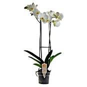 Orquídea mariposa (Tamaño de maceta: 12 cm, Blanco, Número de brotes: 2, En posición vertical)
