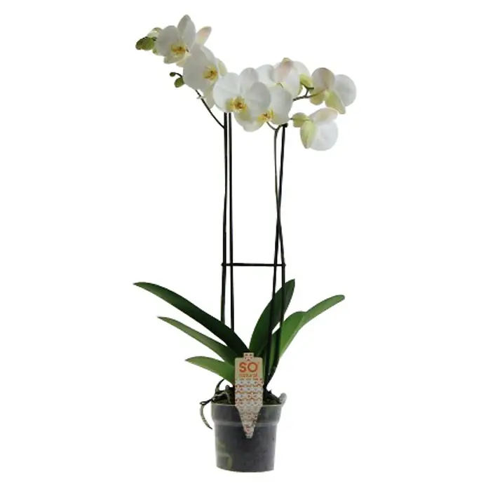 Piardino Orquídea mariposa - Phalaenopsis hyb., Tamaño de maceta: 14 cm, Blanco, En posición vertical - Primer plano de una elegante orquídea blanca en una maceta con soportes esbeltos que resaltan su belleza grácil.