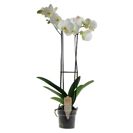 Piardino Orquídea mariposa