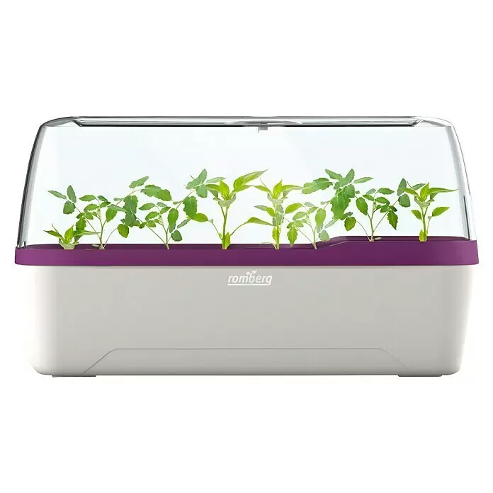 Romberg BoQube Anzucht-Set L Plus - L x B x H: 41 x 17 x 23 cm, Weiß/Pflaume - Weiß-lila Mini-Gewächshaus mit transparenter Abdeckung und grünen Pflanzensetzlingen.