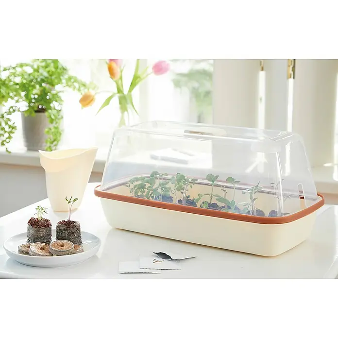 Romberg BoQube Anzuchthaube M - L x B x H: 37 x 19 x 12 cm, Creme - Ein Anzuchtkasten mit kleinen Pflänzchen, Anzuchttöpfen und Blumensamen auf einem Tisch, bereit für den Start in den Frühling.