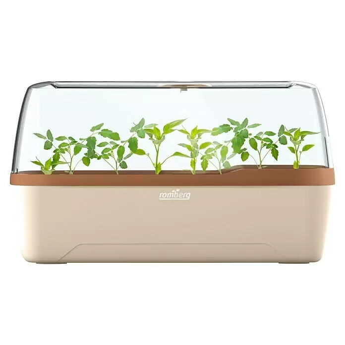 Romberg BoQube Anzucht-Set L Plus - L x B x H: 41 x 17 x 23 cm, Creme/Kupferbraun - Romberg Mini-Gewächshaus in Creme und Braun mit transparentem Deckel und jungen grünen Pflanzen.