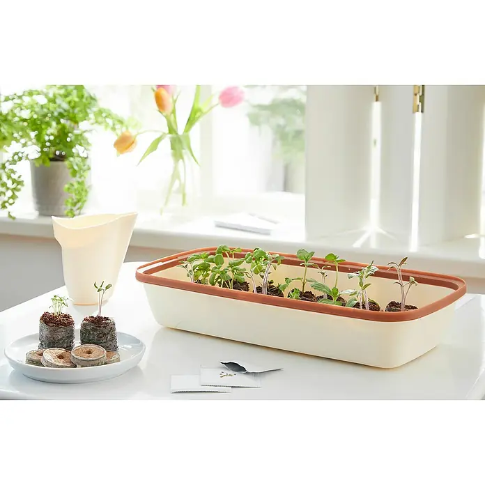 Romberg BoQube Anzuchtschale M - Außenmaß (L x B x H): 31 x 19 x 12 cm, Kunststoff, Creme/Kupferbraun - Anzuchtkasten mit jungen Pflänzchen auf einem Tisch neben einem Fenster mit Zimmerpflanzen.