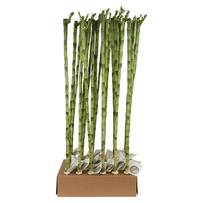 Drácena marginata - Dracaena 'lucky Bamboo', Tamaño de maceta: 11 cm, Verde - Arreglo de bambú de la suerte en una caja de cartón, ideal como decoración o regalo. Los tallos verdes dan un toque natural y relajante.