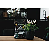 Lechuza Pflanzensubstrat Blackstone Pon (12 l) | BAUHAUS