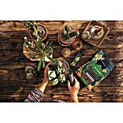Lechuza Flüssigdünger PON Perfect Cactus Fluid (225 ml, Geeignet für: Kakteen) | BAUHAUS
