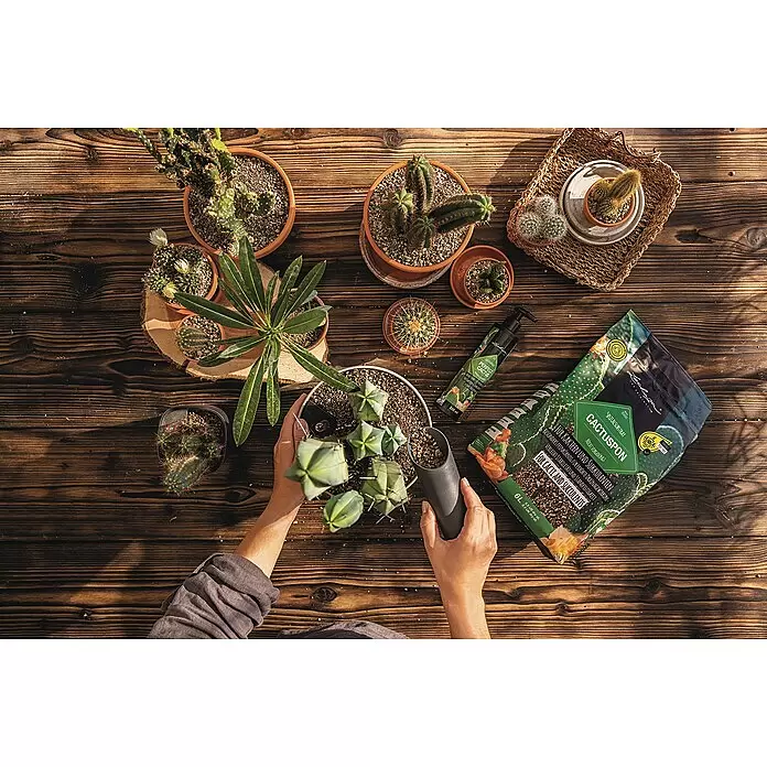 Lechuza Universaldünger Perfect Cactus Fluid - 225 ml - Hände topfen einen Kaktus um, mit CACTUSPON Substrat und PERFECT CACTUS Dünger daneben auf einem Holztisch.