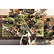 Lechuza Pflanzgranulat Veggiepon (6 l) | BAUHAUS