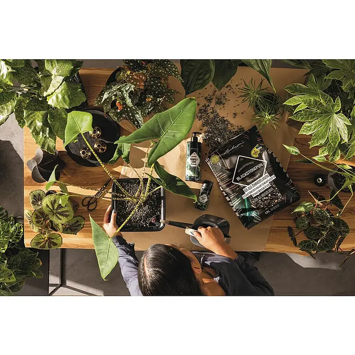 Lechuza Pflanzensubstrat Blackstone Pon - 12 l - Eine Person gießt eine Zimmerpflanze mit Lechuza-Produkten, darunter BLACKSTONEPON und Perfect Leaf Pflanzenpflege, auf einem Tisch voller Pflanzen.