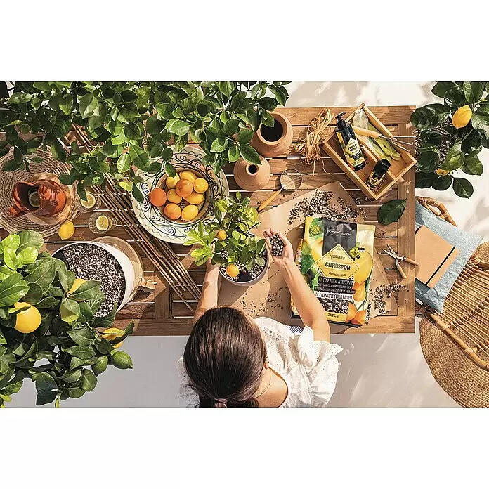 Lechuza Pflanzgranulat Citruspon - 12 l - Person verwendet Lechuza Citruspon Granulat-Substrat zum Umtopfen einer Zitruspflanze, umgeben von weiteren Lechuza Zitruspflegeprodukten.
