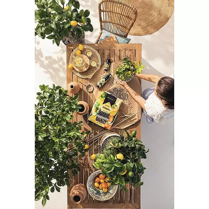Lechuza Pflanzgranulat Citruspon - 25 l - Eine Person topft einen Zitronenbaum mit Lechuza CITRUSPON Substrat und PERFECT CITRUS Dünger auf einem Holztisch um.