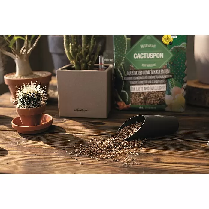 Lechuza Pflanzgranulat Cactuspon - 6 l - CACTUSPON Kakteen- und Sukkulentensubstrat, eine braune Granulatmischung, aus einem Schöpfer auf einen Holztisch mit Topfpflanzen geschüttet.