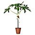 Obstbaum Bio Papaya 