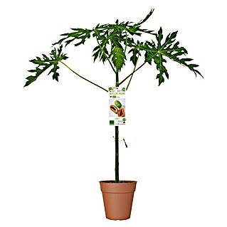 Obstbaum Bio Papaya (Carica papaya, Topfvolumen: 19 l)