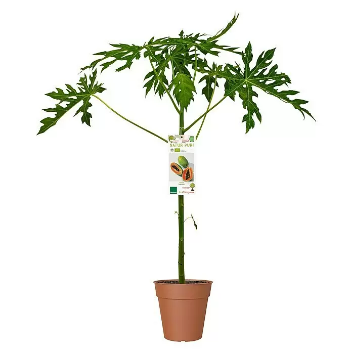 Obstbaum Bio PapayaCarica papaya, Topfgröße: 19 cm