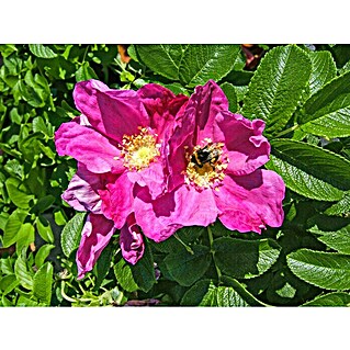Piardino Strauchrose (Rosa Hybride in Sorten, Blütenfüllung: Ungefüllt, Topfgröße: 19 cm)