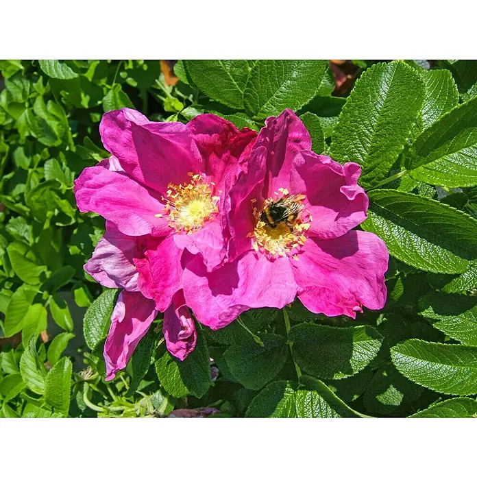Piardino Strauchrose - Blütenfüllung: Ungefüllt, Topfgröße: 19 cm - Nahaufnahme von rosa Blüten mit einer summenden Biene, die Nektar sammelt. Ein lebendiges Bild der Natur in voller Blüte.